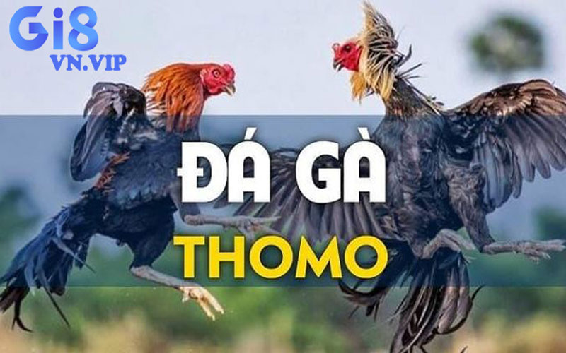 Đá gà Thomo là gì? Cách xem và cược trực tuyến tại Gi8